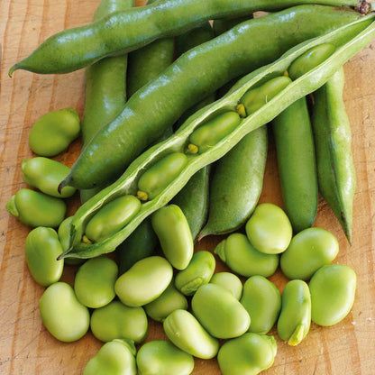 Broad Bean 'Robin Hood'