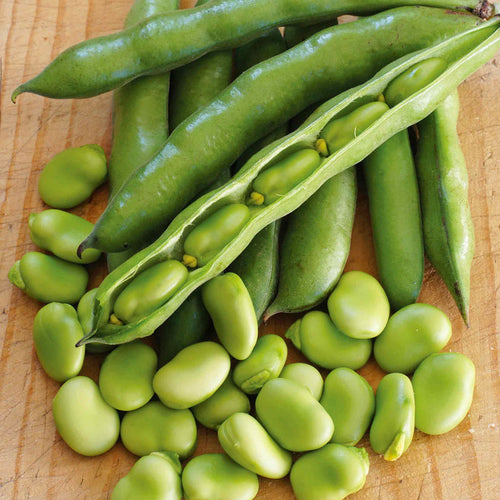 Broad Bean 'Robin Hood'