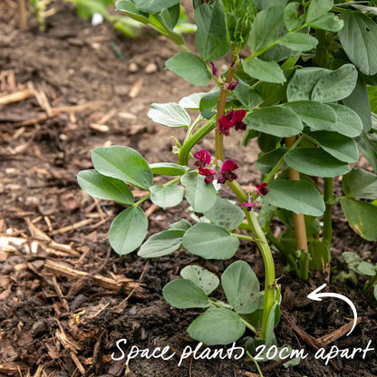 Broad Bean 'Robin Hood'