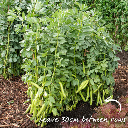 Broad Bean 'Robin Hood'