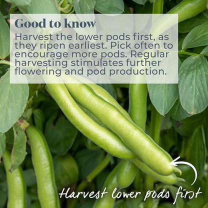 Broad Bean 'Robin Hood'