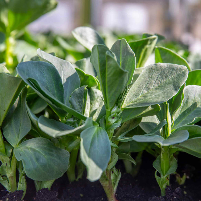 Broad Bean 'Robin Hood'