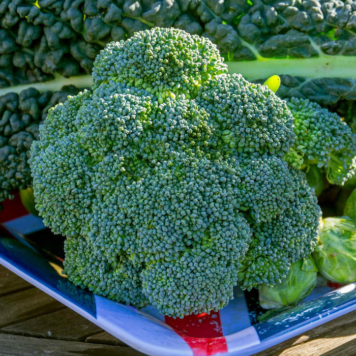 Broccoli 'Marathon'