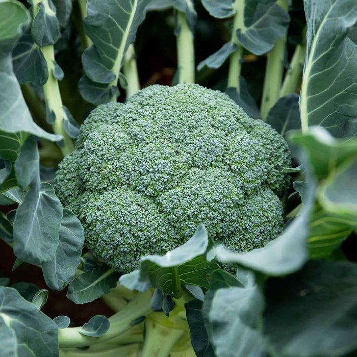 Broccoli 'Marathon'