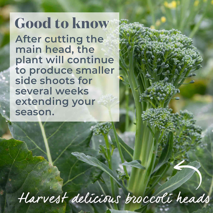 Broccoli 'Marathon'