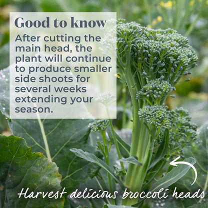 Broccoli 'Marathon'