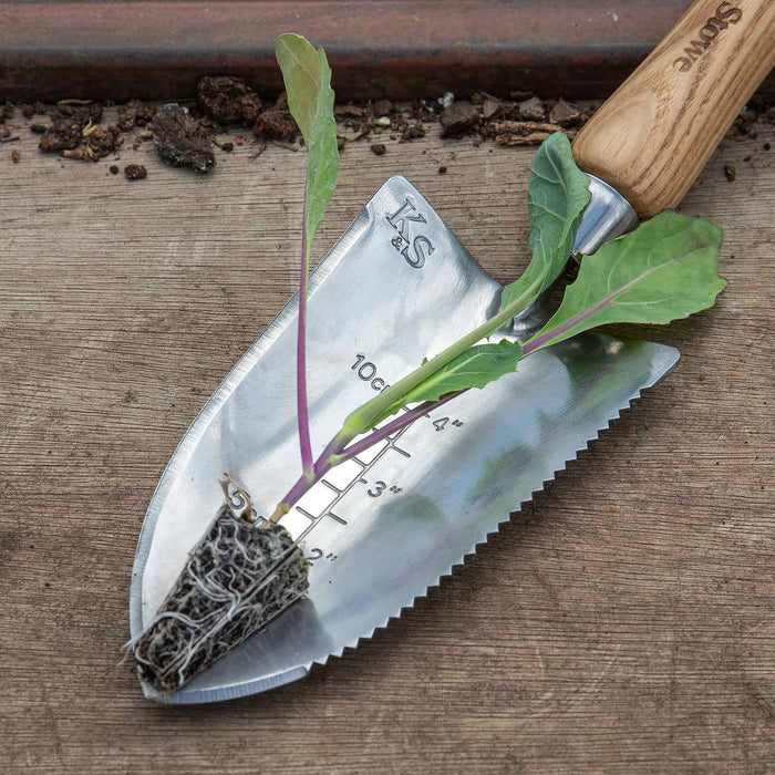 Broccoli 'Marathon'