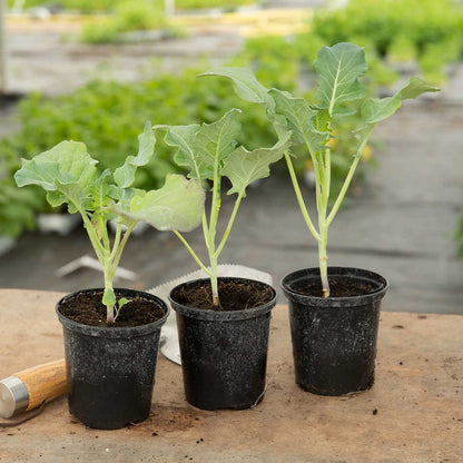 Broccoli 'Marathon'