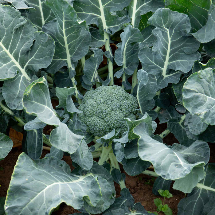 Broccoli 'Marathon'
