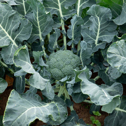 Broccoli 'Marathon'