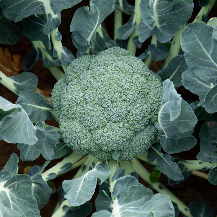 Broccoli 'Marathon'
