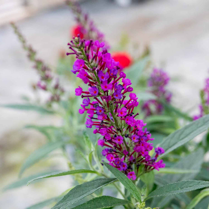 Buddleja dav. 'Butterfly Tower'®