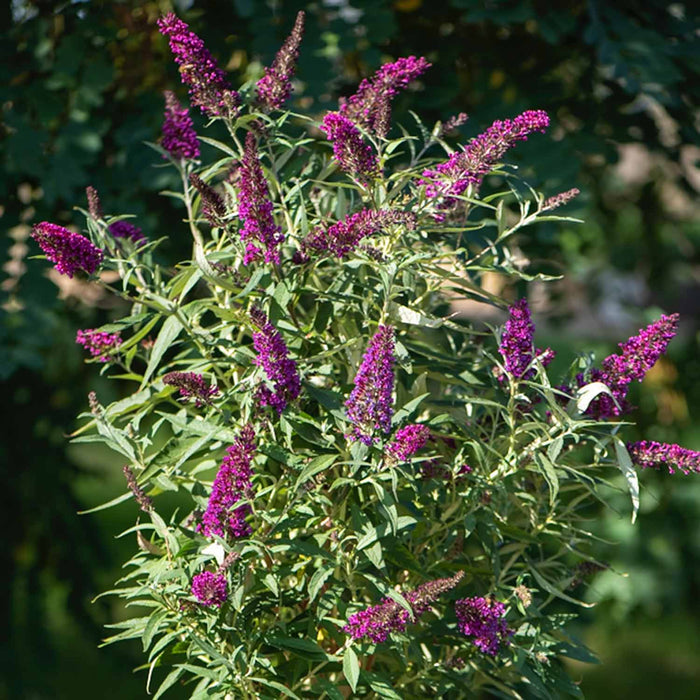 Buddleja dav. 'Butterfly Tower'®