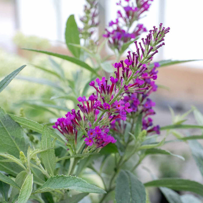 Buddleja dav. 'Butterfly Tower'®