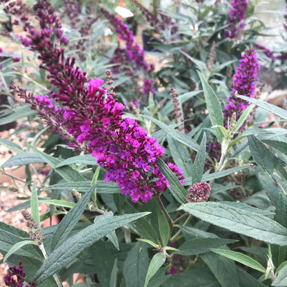 Buddleja dav. 'Butterfly Tower'®