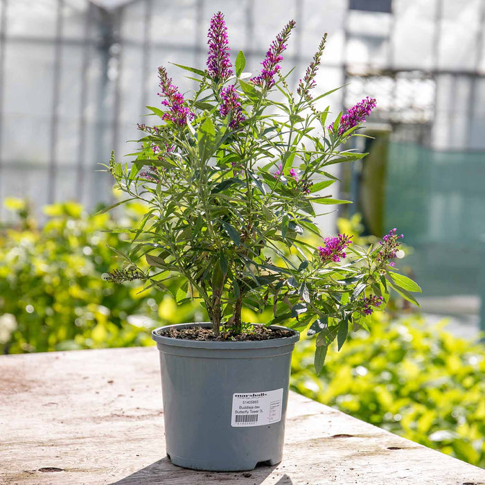 Buddleja dav. 'Butterfly Tower'®