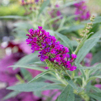 Buddleja dav. 'Butterfly Tower'®