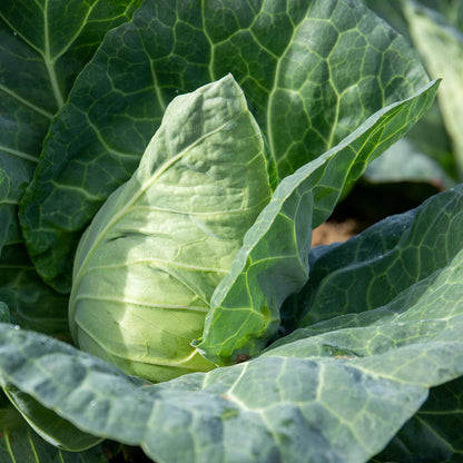 Cabbage 'Duncan'