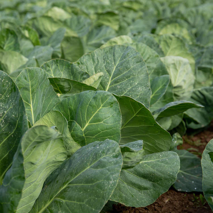 Cabbage 'Duncan'