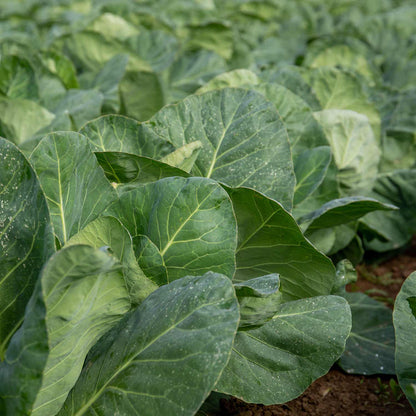 Cabbage 'Duncan'