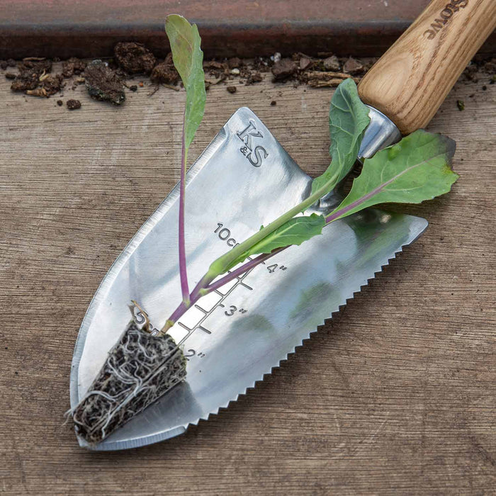 Cabbage 'Duncan'