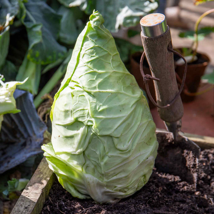 Cabbage Pointed 'Hispi'