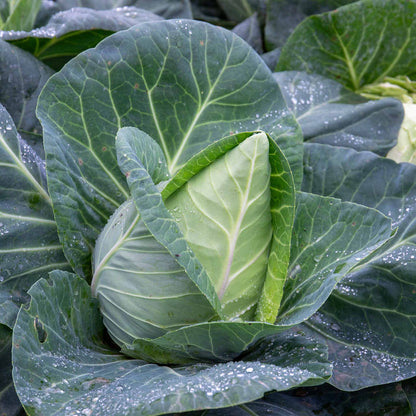 Cabbage Pointed 'Hispi'