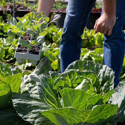 Cabbage Pointed 'Hispi'