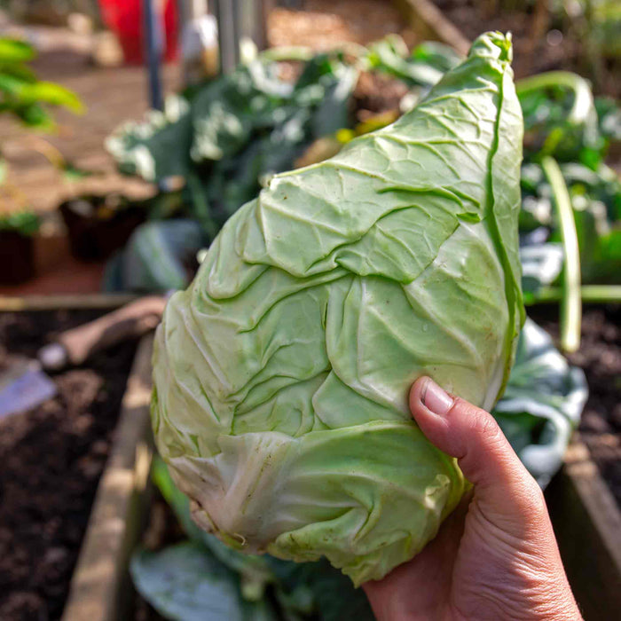 Cabbage Pointed 'Hispi'