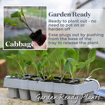 Cabbage Pointed 'Hispi'