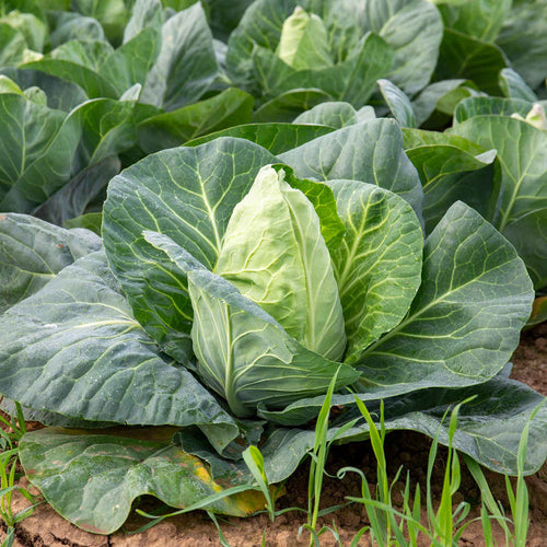 Cabbage Spring 'Duchy'