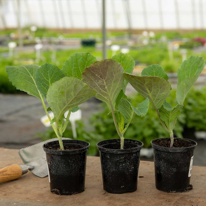 Cabbage Spring 'Duchy'