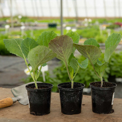 Cabbage Spring 'Duchy'