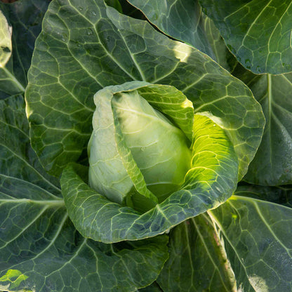 Cabbage Spring 'Duchy'