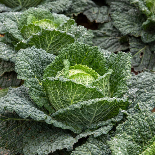 Cabbage 'Tundra'