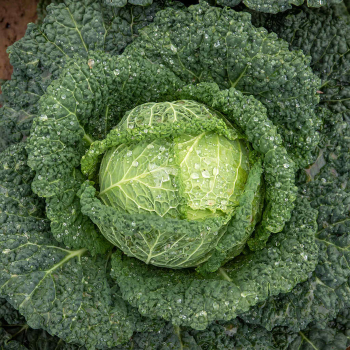 Cabbage 'Tundra'