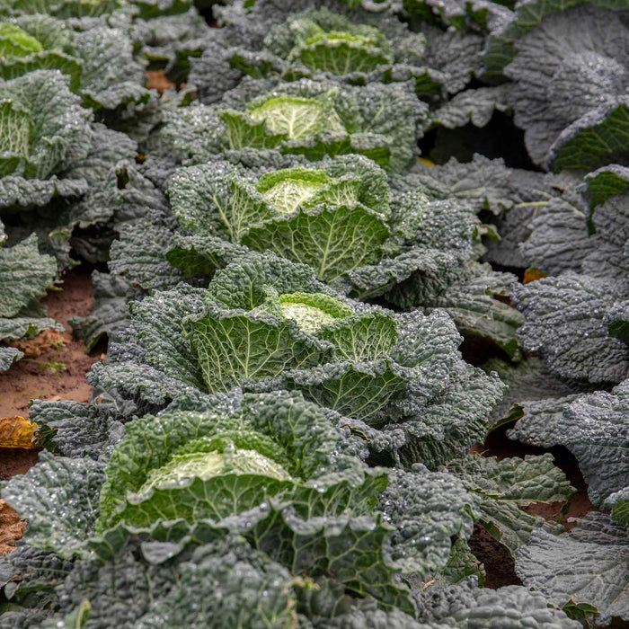 Cabbage 'Tundra'