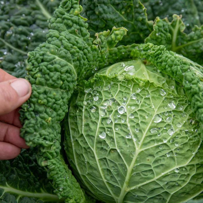 Cabbage 'Tundra'