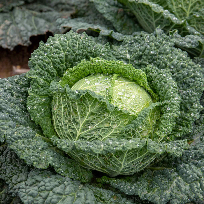Cabbage 'Tundra'