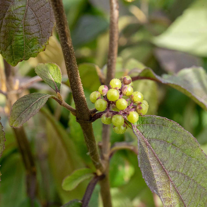 Callicarpa Bodinieri 'Profusion'