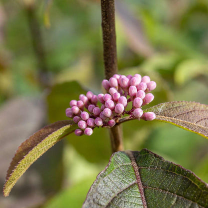 Callicarpa Bodinieri 'Profusion'