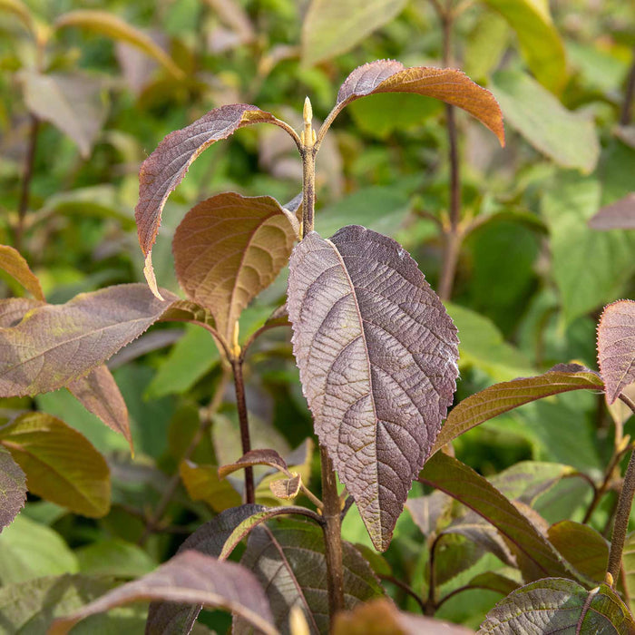 Callicarpa Bodinieri 'Profusion'