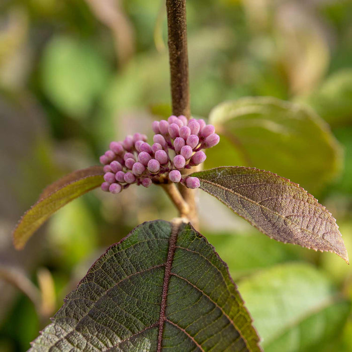 Callicarpa Bodinieri 'Profusion'