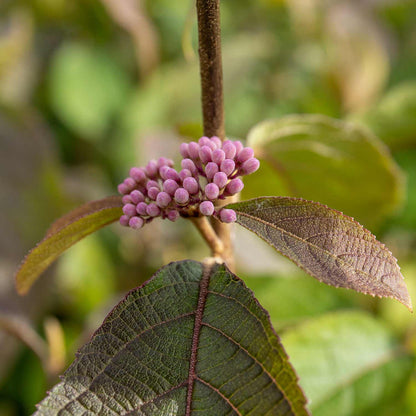 Callicarpa Bodinieri 'Profusion'