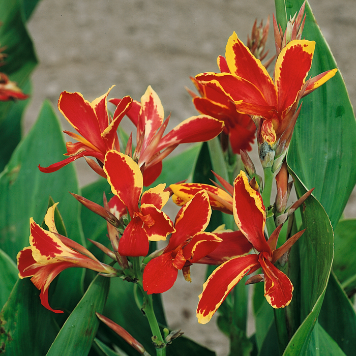 Canna Lily 'Lucifer' - 1 x 2 Litre Potted Plant