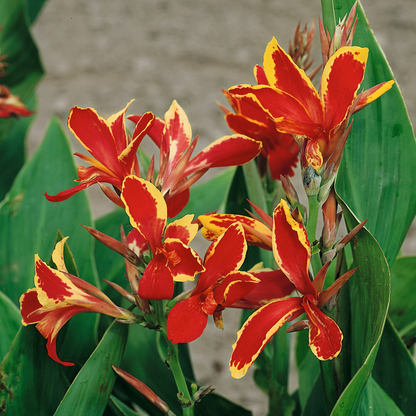 Canna Lily 'Lucifer' - 1 x 2 Litre Potted Plant