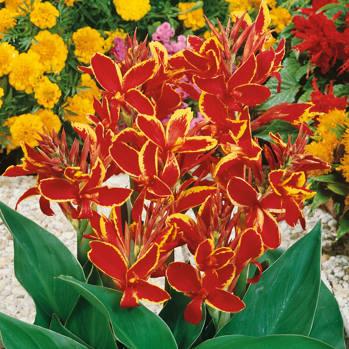 Canna Lily 'Lucifer' - 1 x 2 Litre Potted Plant