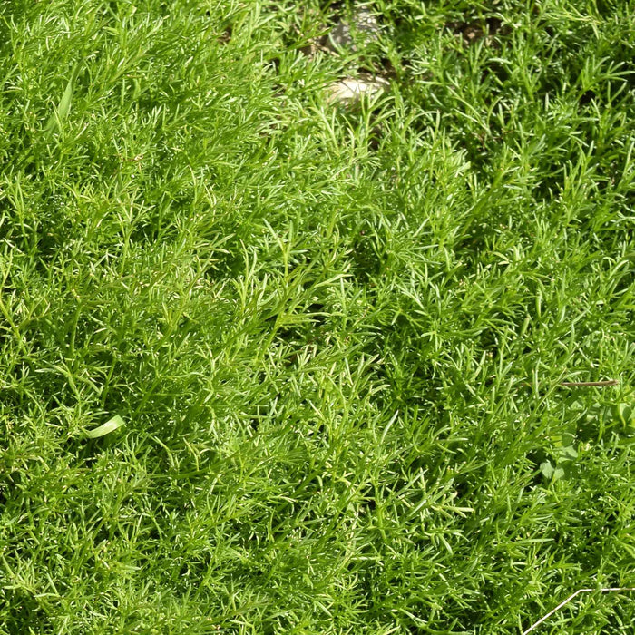 Chamomile 'For Lawns Treneague'