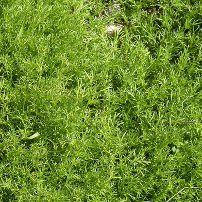Chamomile 'For Lawns Treneague'
