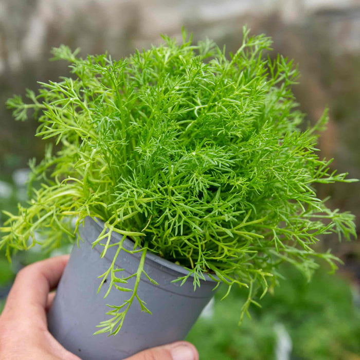 Chamomile 'For Lawns Treneague'